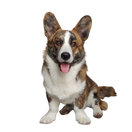 IMG_20220516_133650-removebg-preview chien heureux en balade corgi