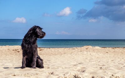 Promener son chien pendant la canicule : les meilleurs conseils
