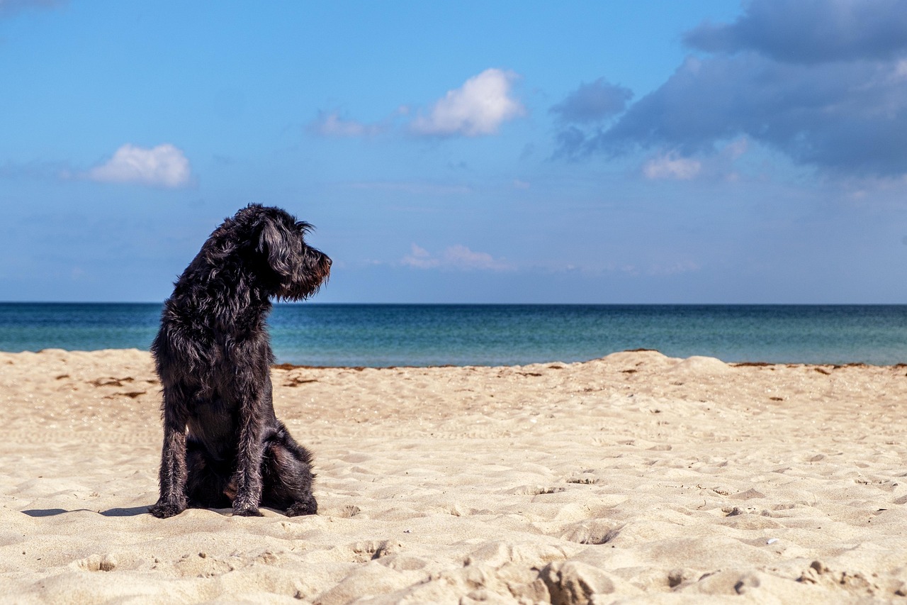 chien-assis-plage promener son chien pendant la canicule