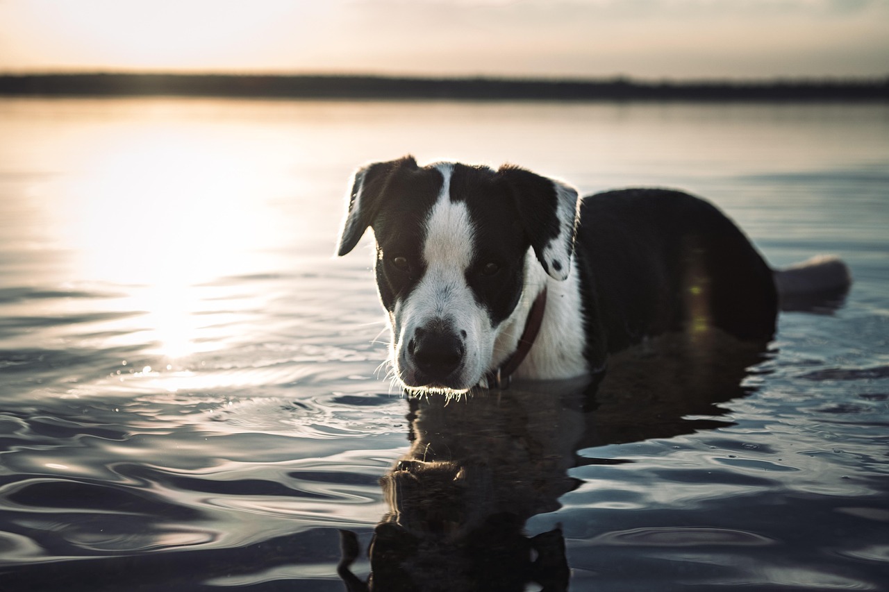 chien-eau promener son chien pendant la canicule