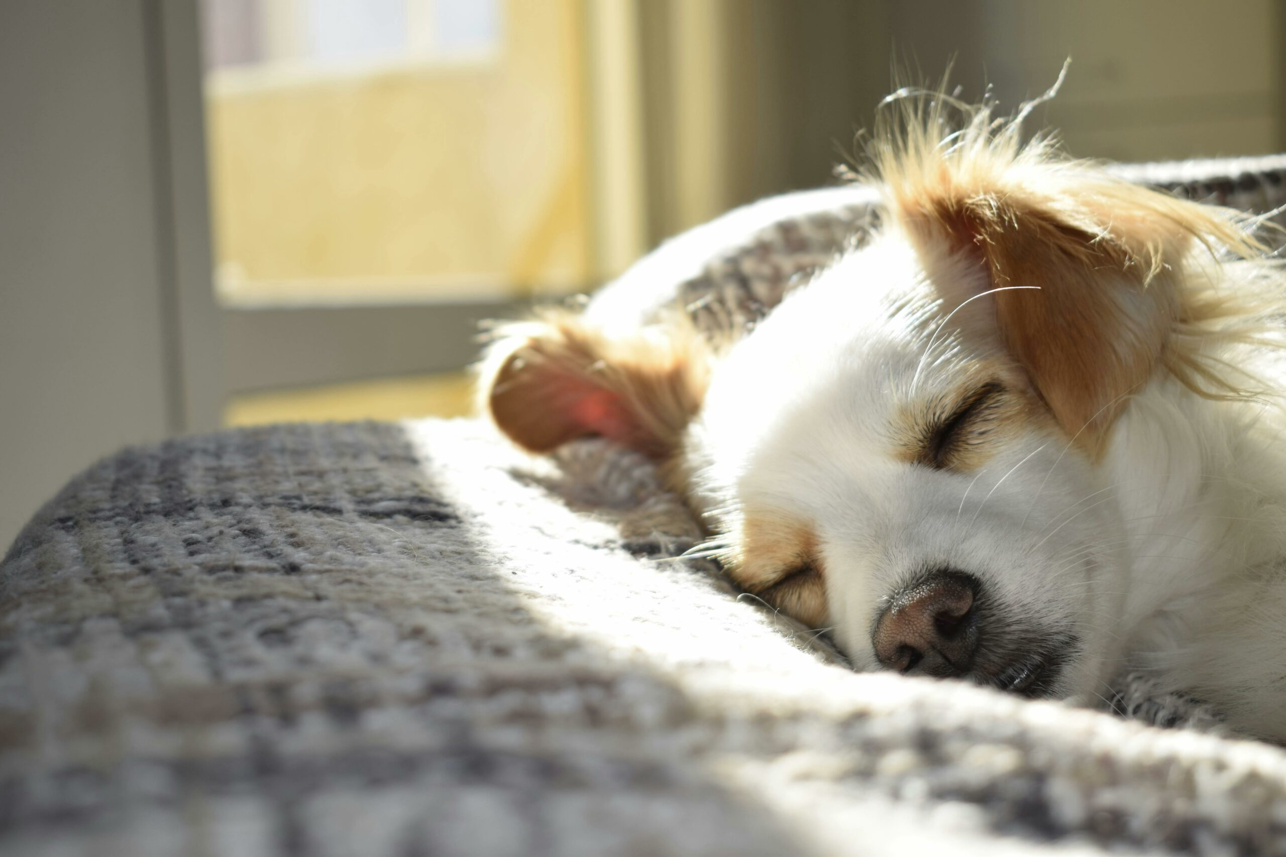 chien-dort promener son chien pendant la canicule
