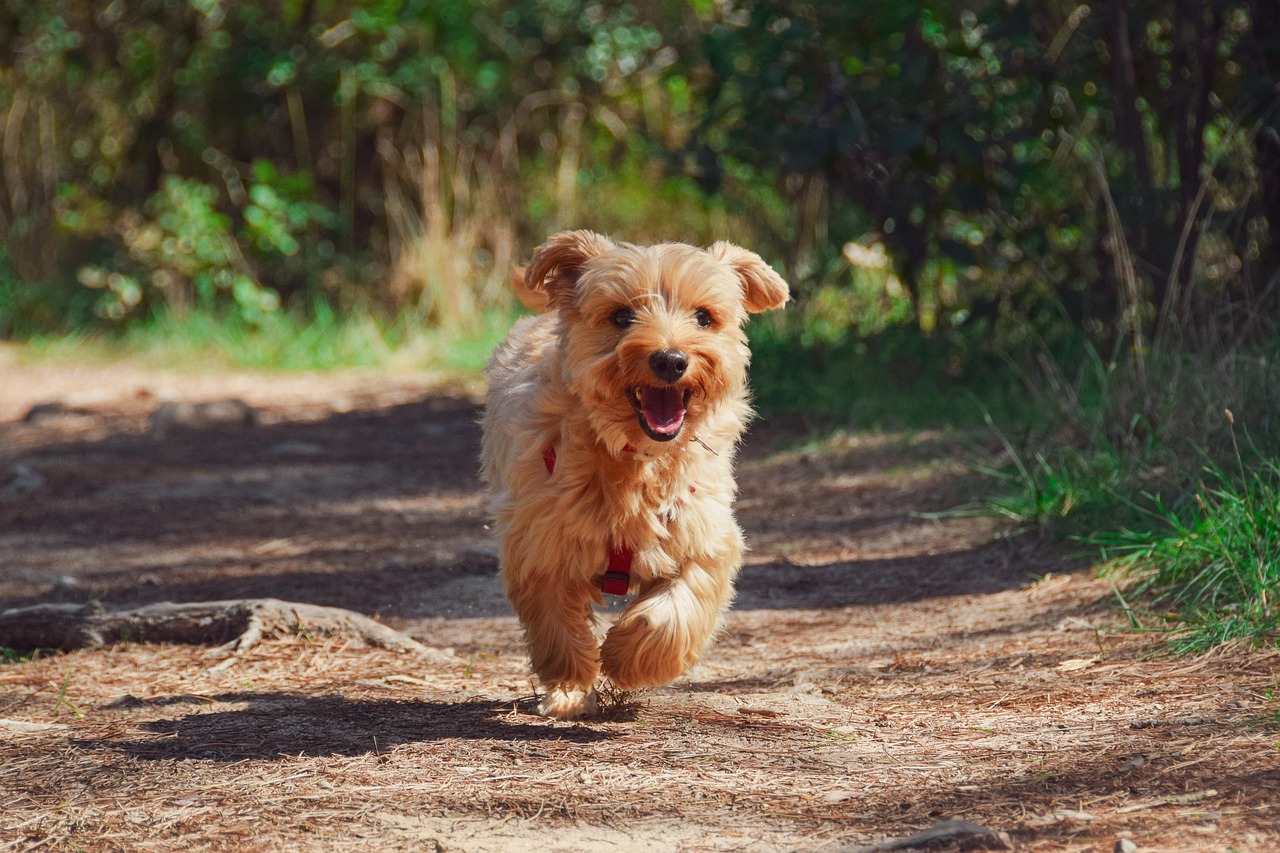 petit-chien-en-balade petit chien mignon qui court vers nous sur un chemin de balade