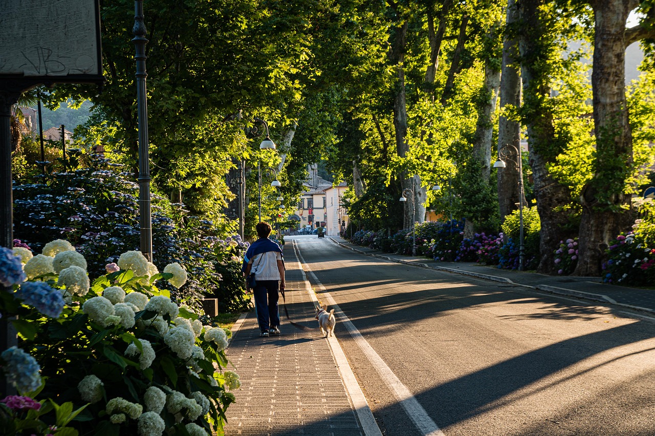 chien-balade-rue humain et chien qui marchent dans une rue avec des arbres