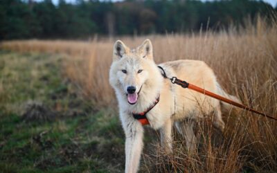 Tout ce que vous ne savez pas sur les frais des promeneurs canins