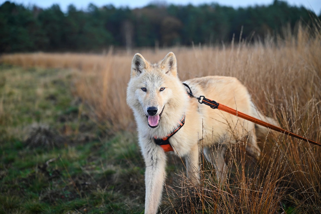 wolfdog-5774194_1280 promener son chien pendant la canicule
